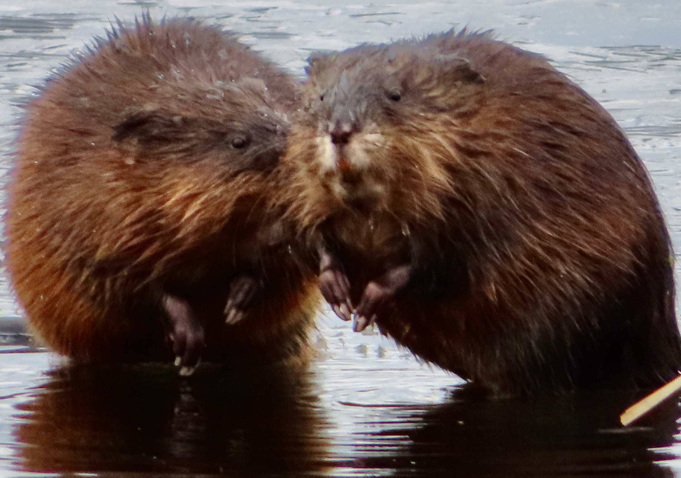 Muskrats, Great Meadow National Wildlife Refuge, Concord MA